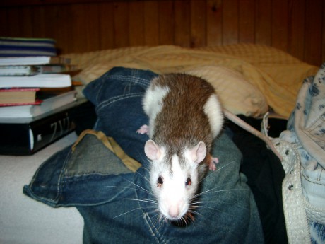 Agouti - dospělý potkan