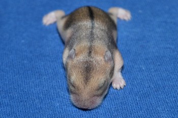 dobby-08den-01p.jpg