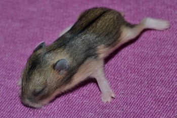 galago-08den-01p.jpg