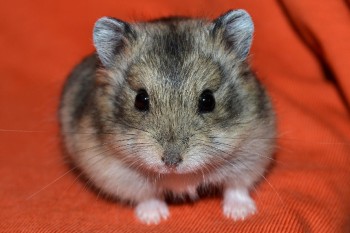 galago-26den-02p.jpg