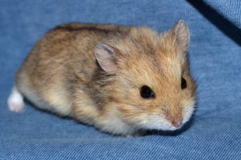 jorie-27den-01p.jpg