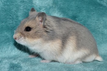 keiko-27den-01p.jpg